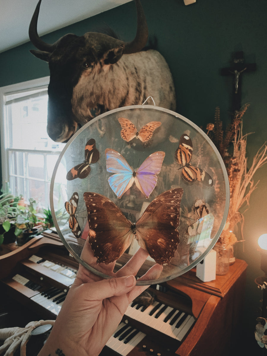Insects & Insect Art – Beloved Bones