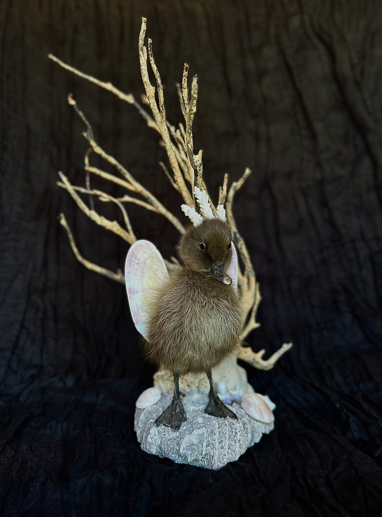 Sea Princess Duckling Taxidermy
