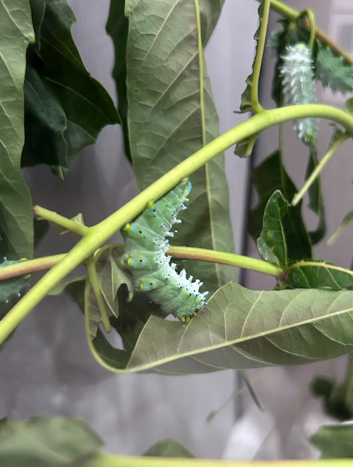 Samia Cynthia Live Moth Eggs (20)