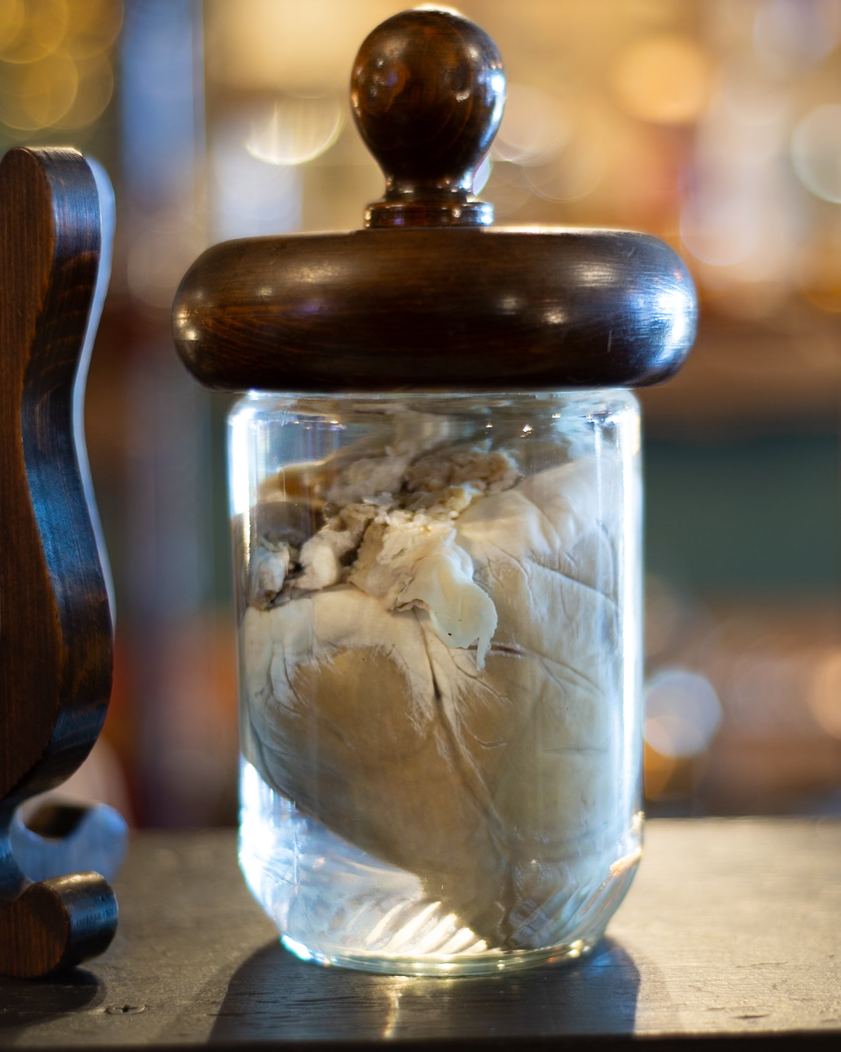 German Shepherd Heart Wet Specimen