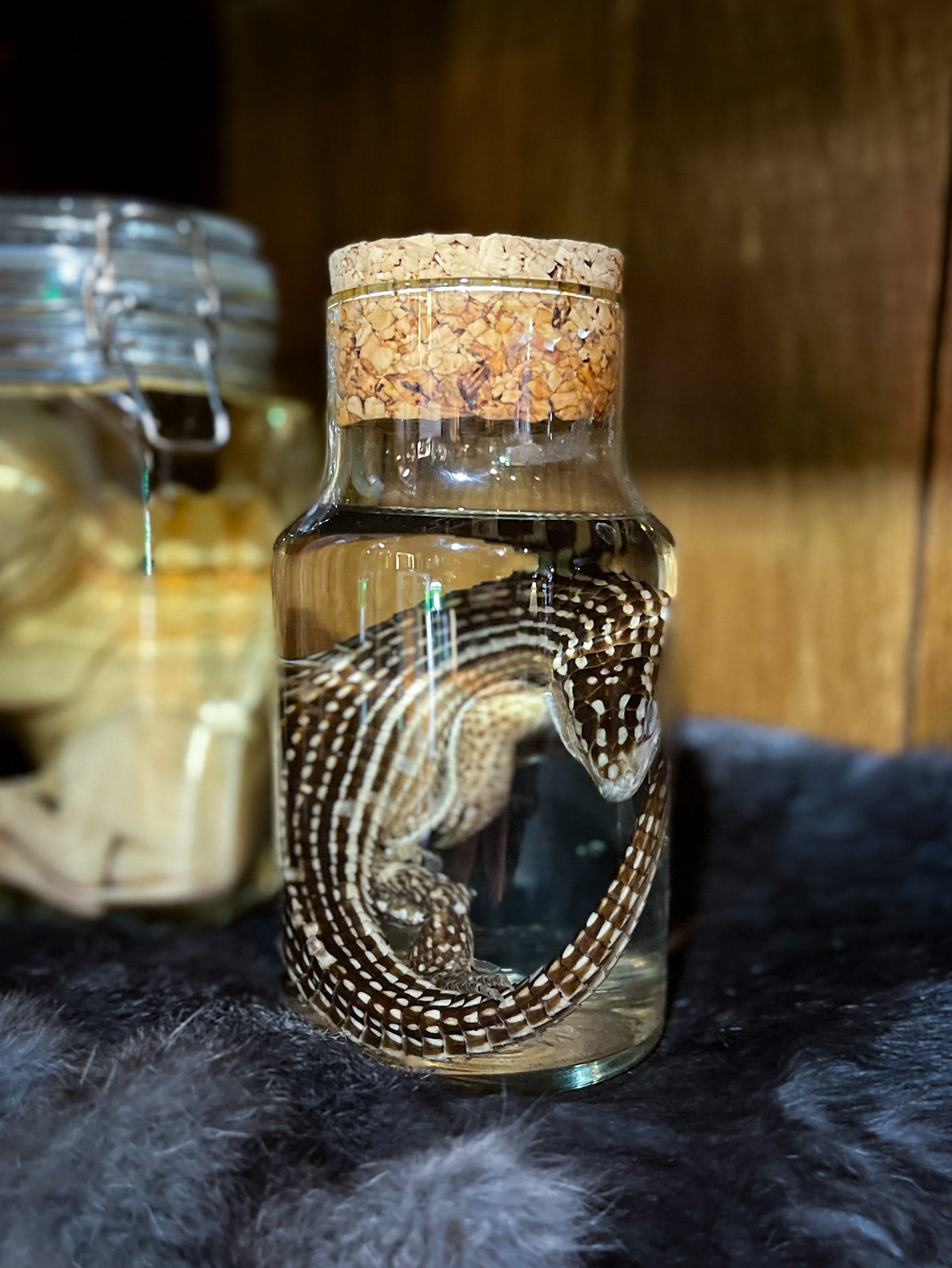 Skink Wet Specimen
