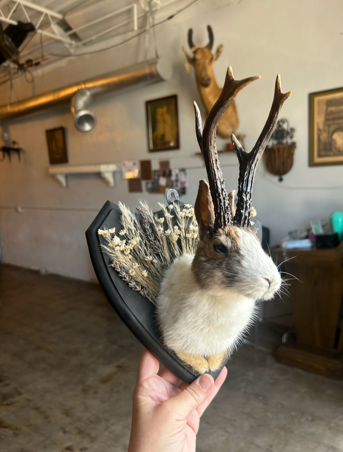 JANUARY 12th- Rabbit OR Jackalope Taxidermy Workshop