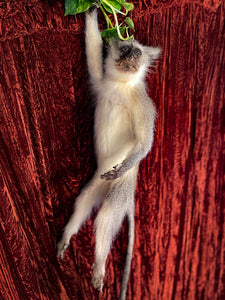 Vervet Monkey Taxidermy (As Is)