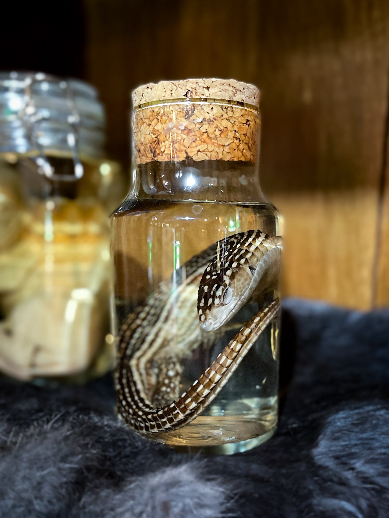 Skink Wet Specimen