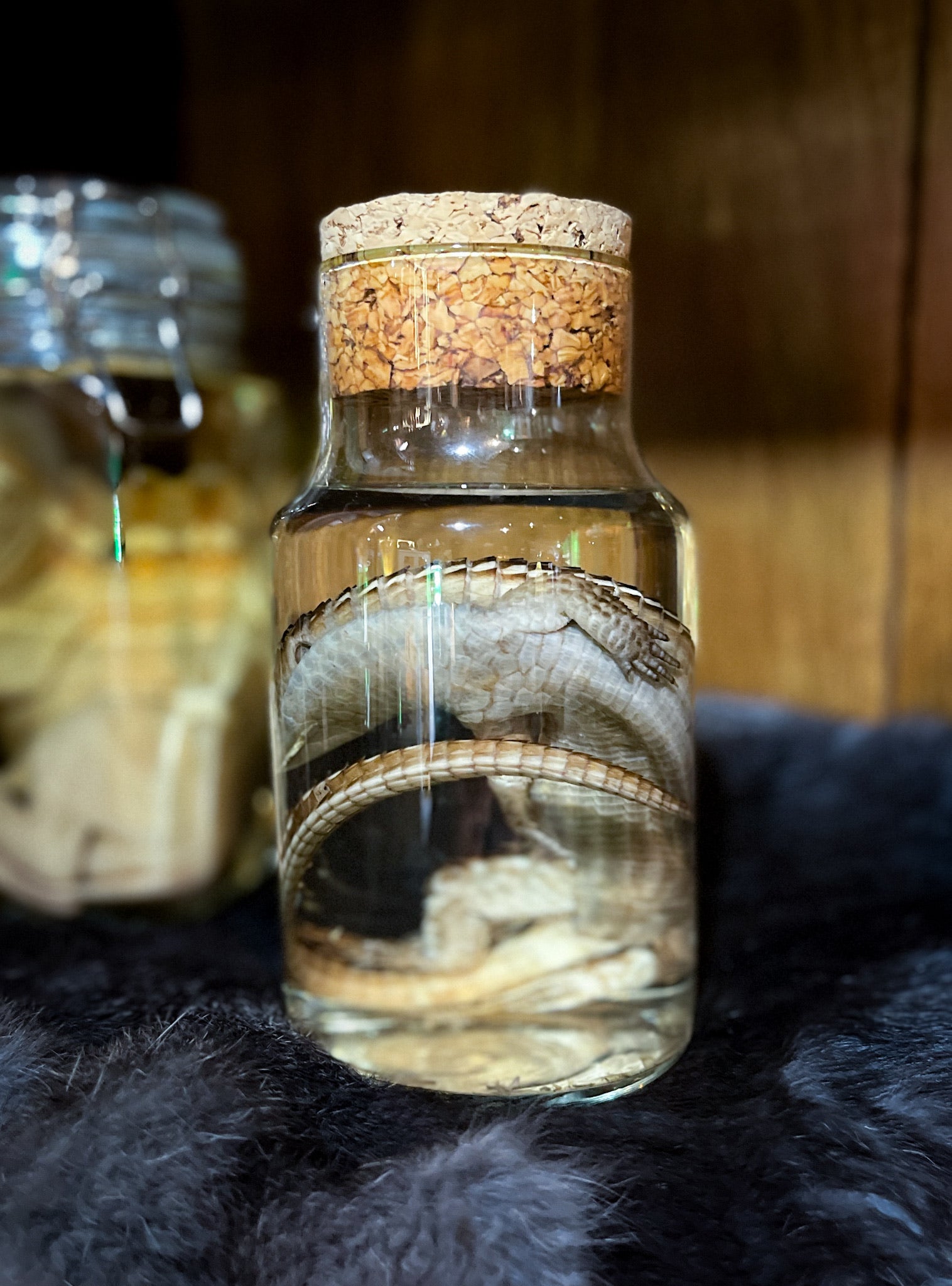 Skink Wet Specimen