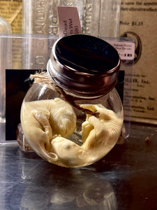 Opossum Wet Specimen Pair