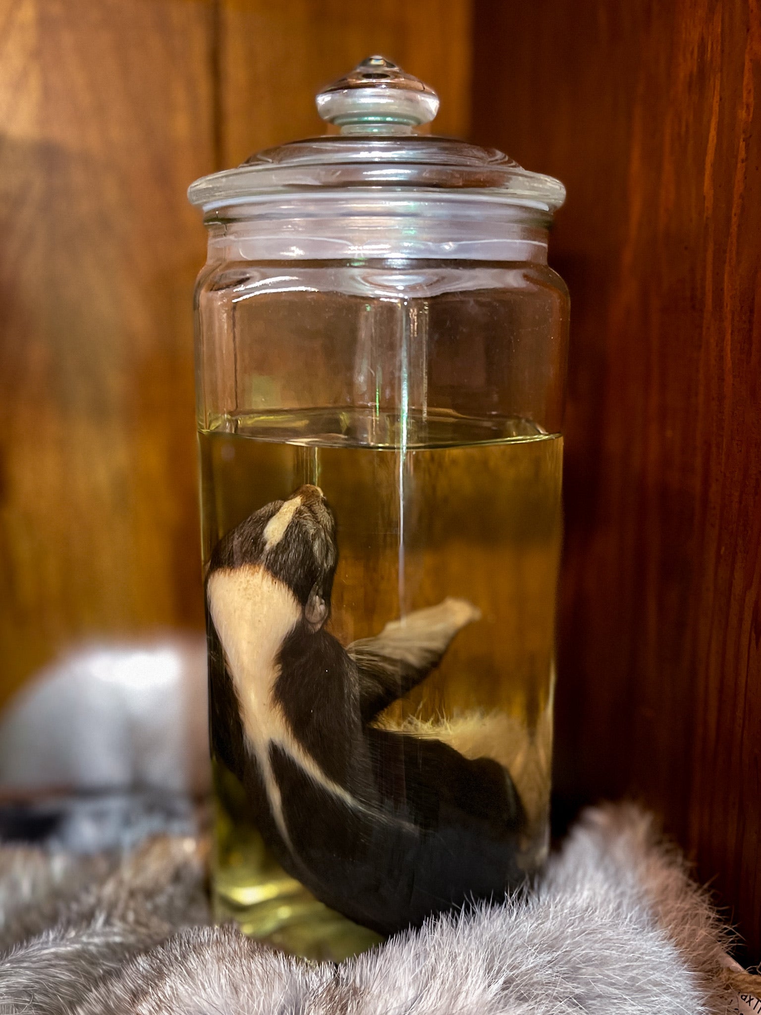 Skunk Wet Specimen