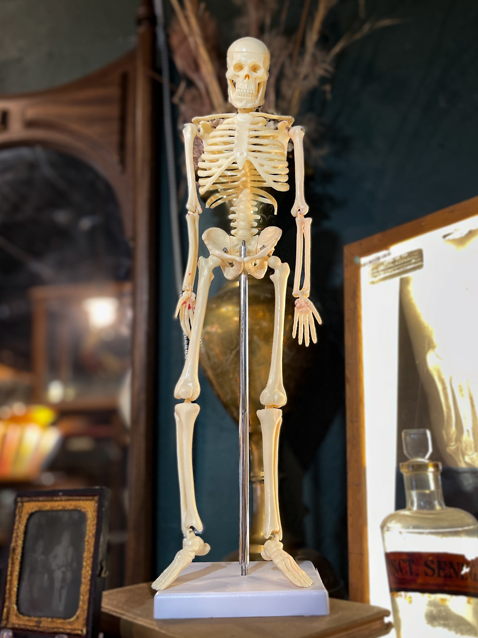 Small Skeleton Model