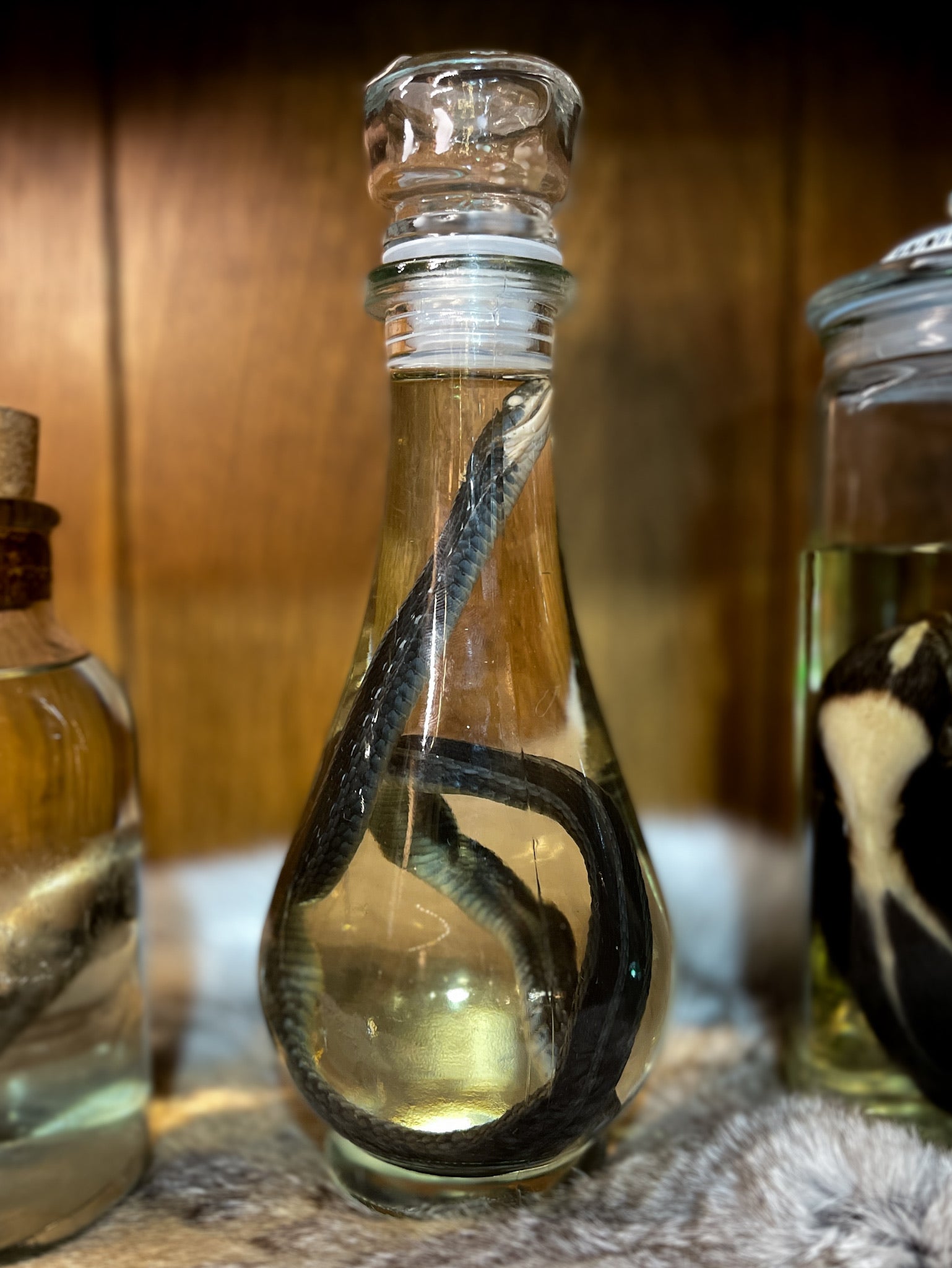 Snake Wet Specimen