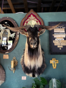 Black and White Goat Taxidermy