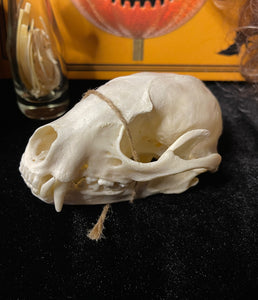 Opossum Skull TTD