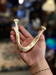Geriatric Reproduction Jaw