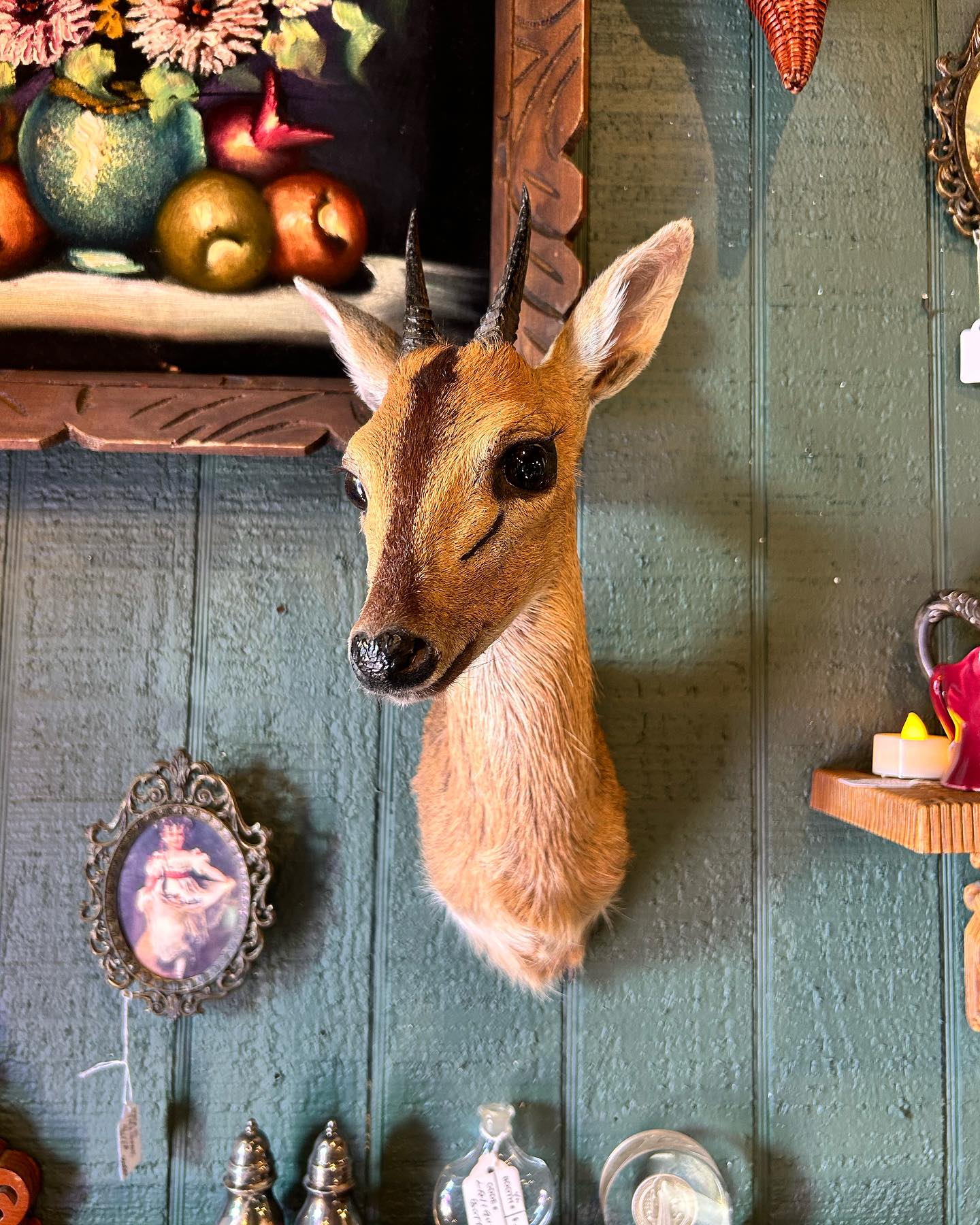 Bush Duiker Taxidermy