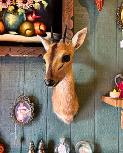 Bush Duiker Taxidermy