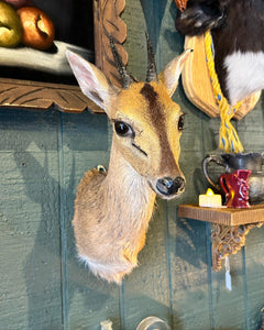 Bush Duiker Taxidermy