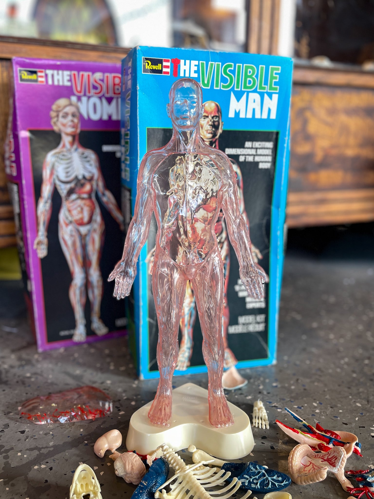 1977 The Visible Man in Box