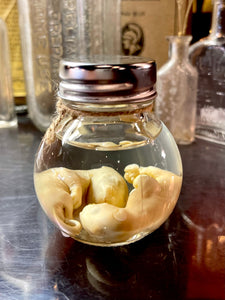Opossum Wet Specimen Pair