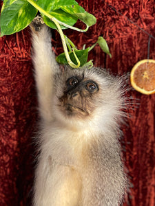 Vervet Monkey Taxidermy (As Is)
