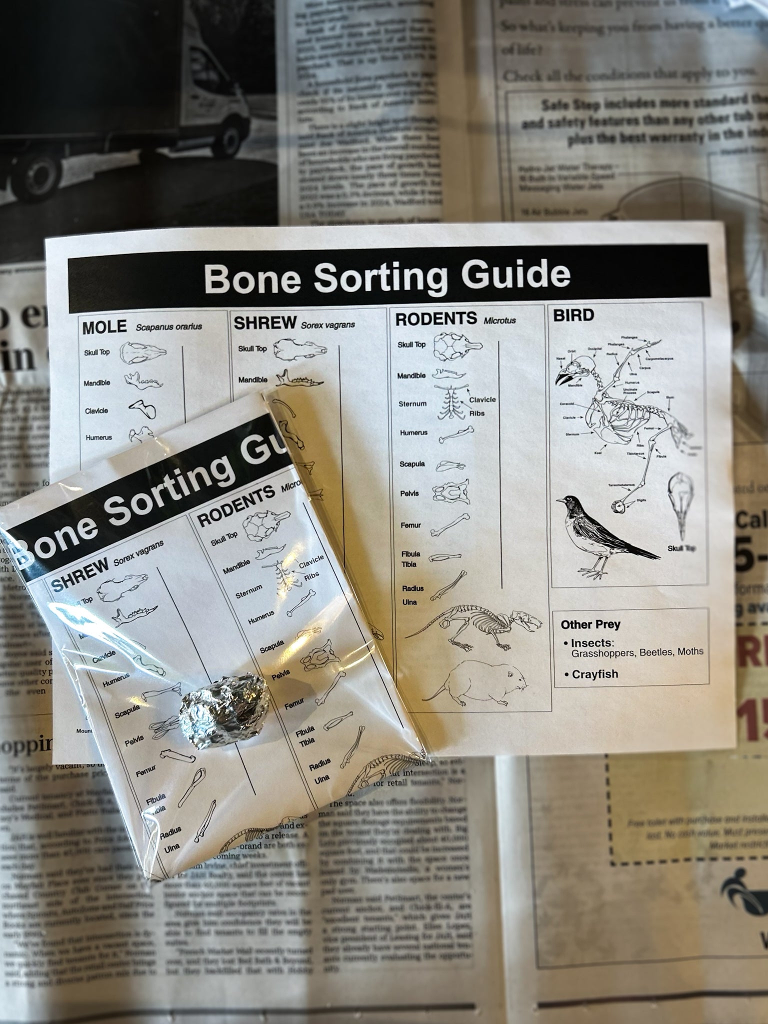 Owl Pellet with Bone Sorting Chart