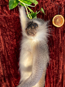Vervet Monkey Taxidermy (As Is)