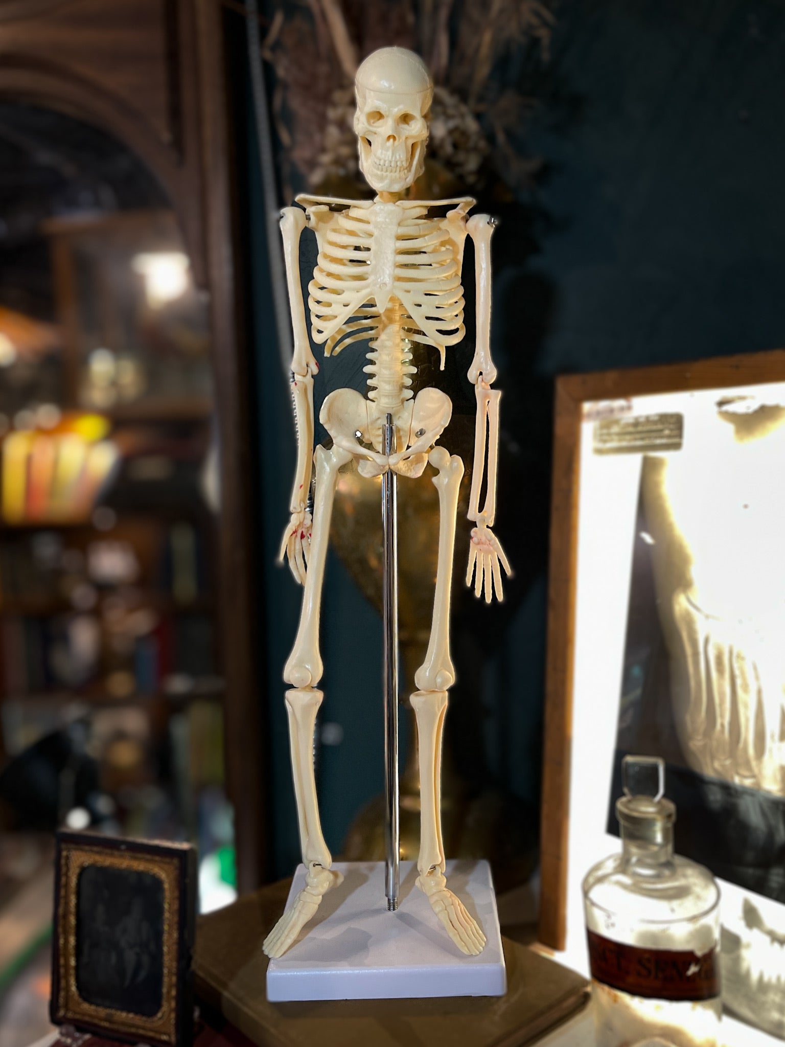 Small Skeleton Model