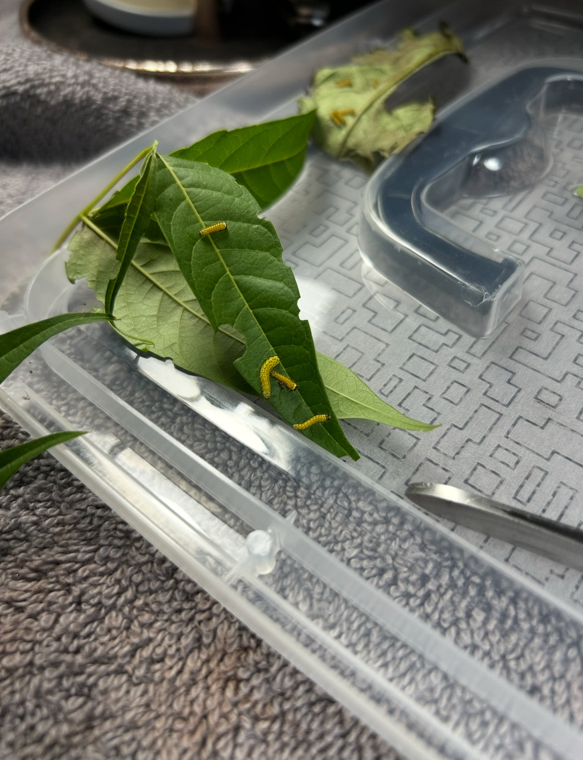 Samia Cynthia Live Moth Eggs (20)