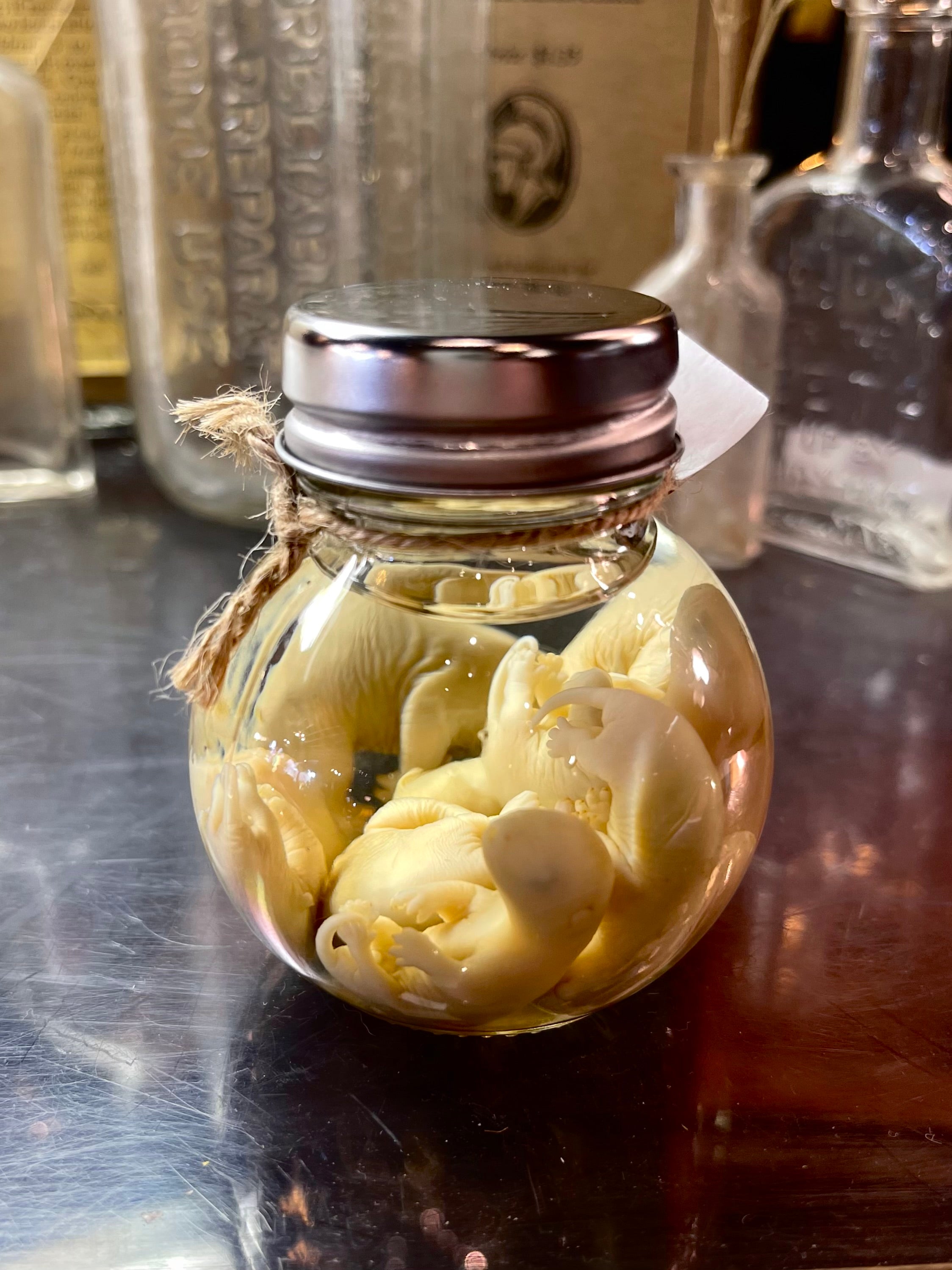Opossum Wet Specimen Seven