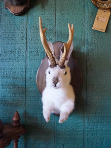 JANUARY 12th- Rabbit OR Jackalope Taxidermy Workshop