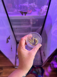Samia Cynthia Live Moth Eggs (20)