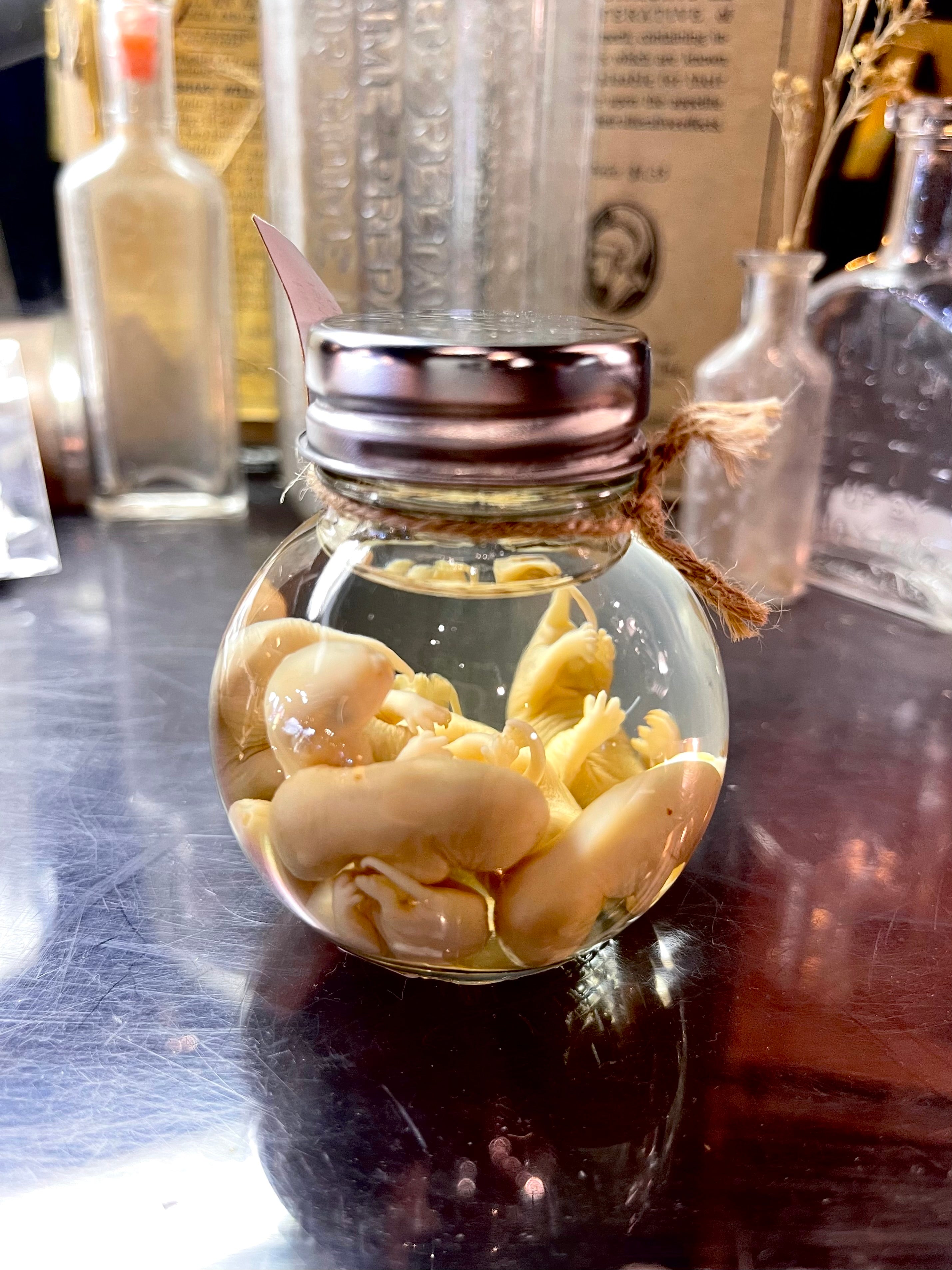 Opossum Wet Specimen Seven
