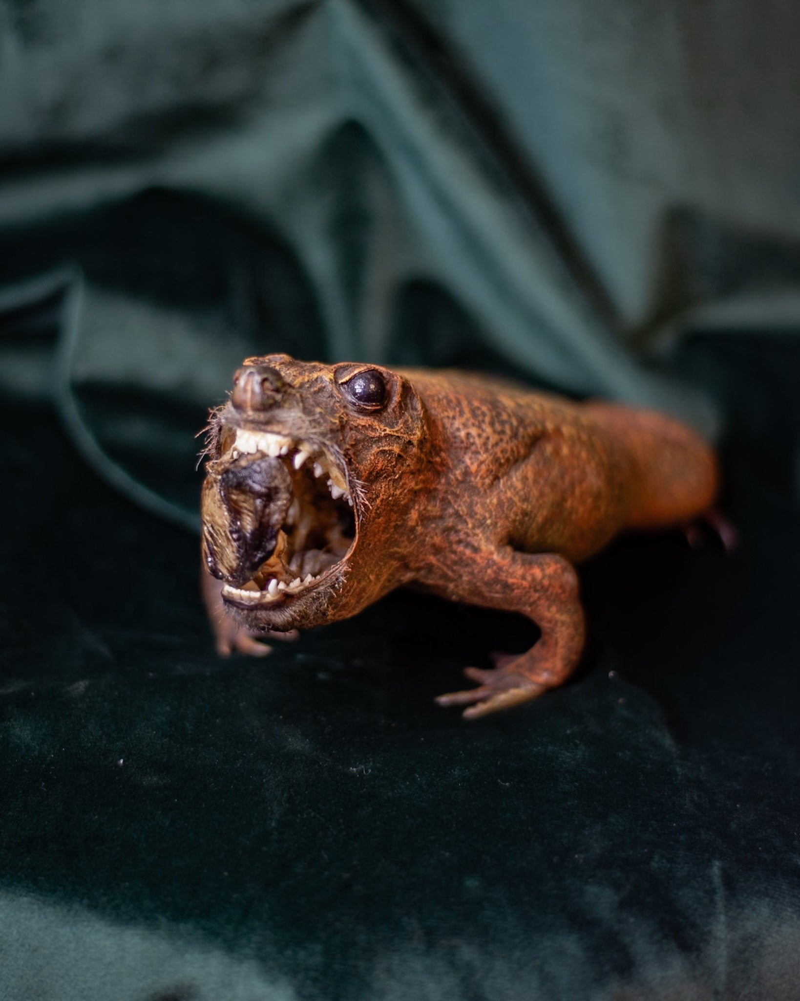 Killer Toad Vintage Taxidermy