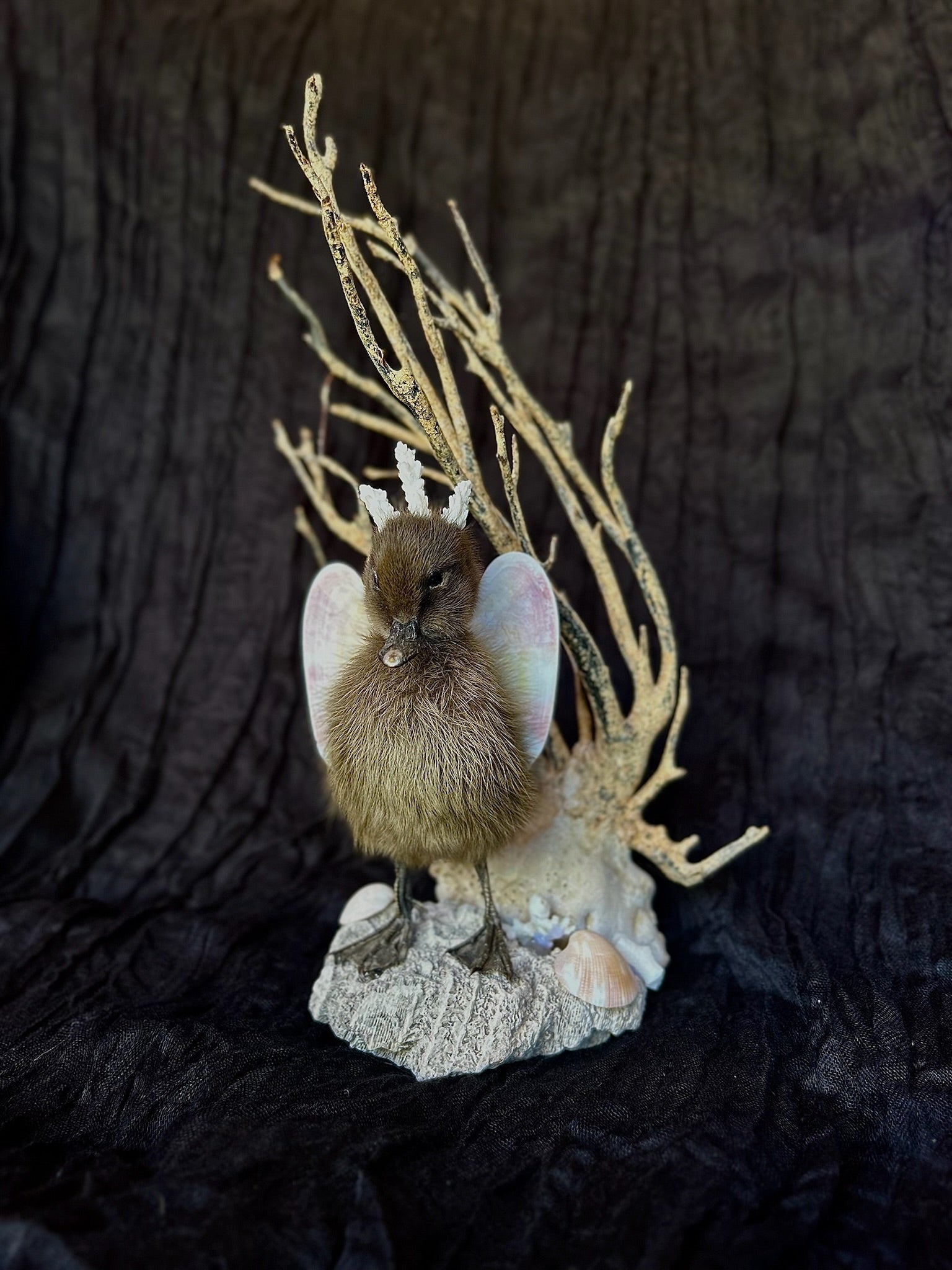 Sea Princess Duckling Taxidermy