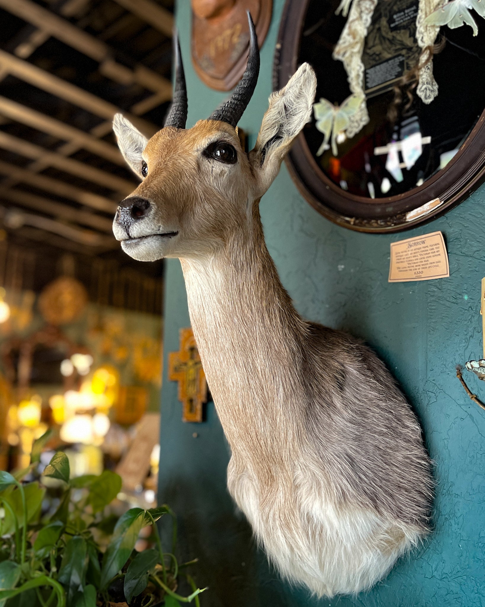 Reedbuck Taxidermy