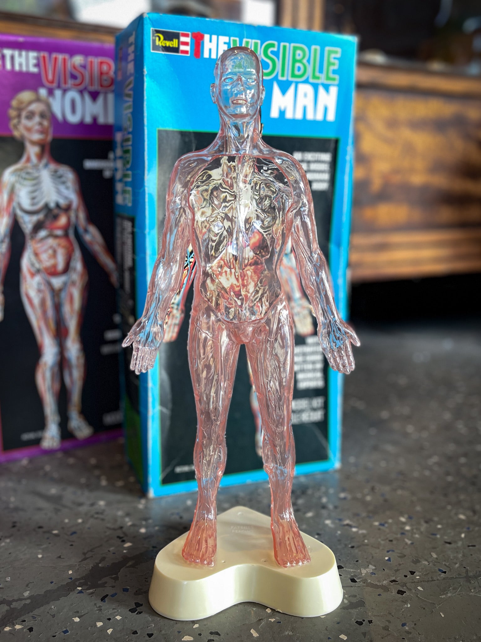 1977 The Visible Man in Box