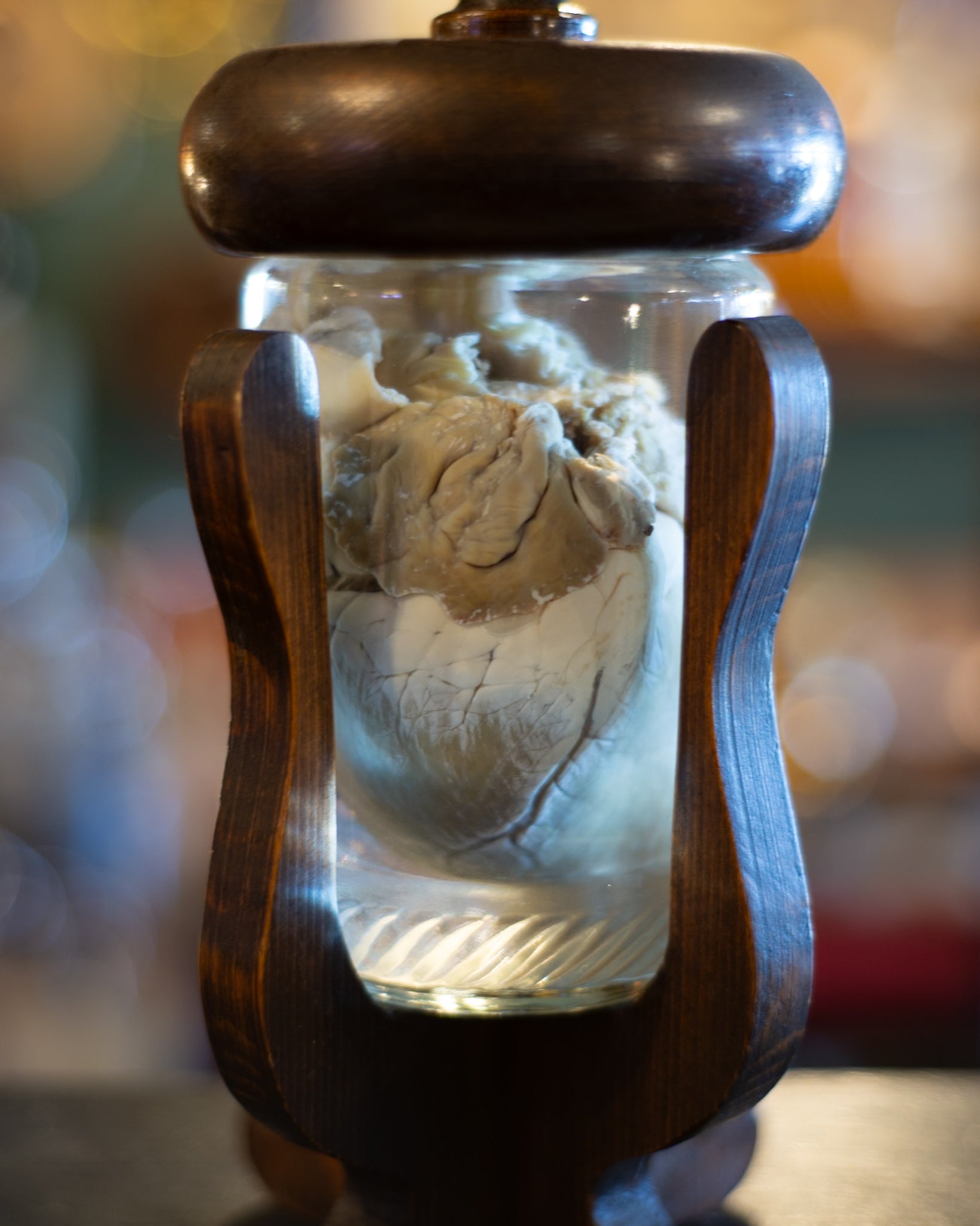 German Shepherd Heart Wet Specimen