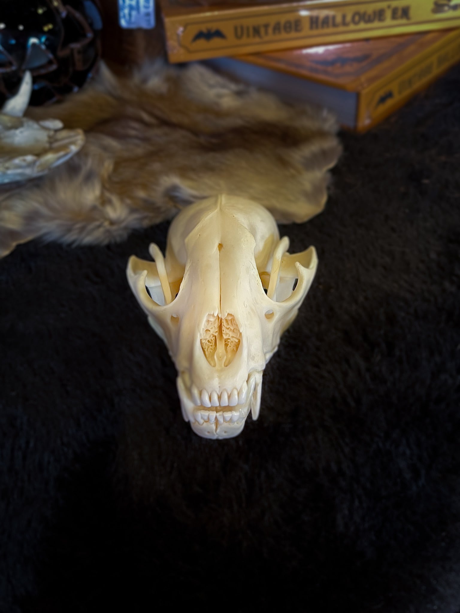 Raccoon Skull