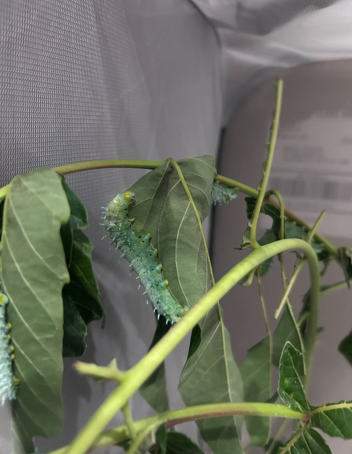 Samia Cynthia Live Moth Eggs (20)