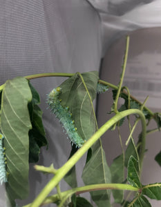 Samia Cynthia Live Moth Eggs (20)