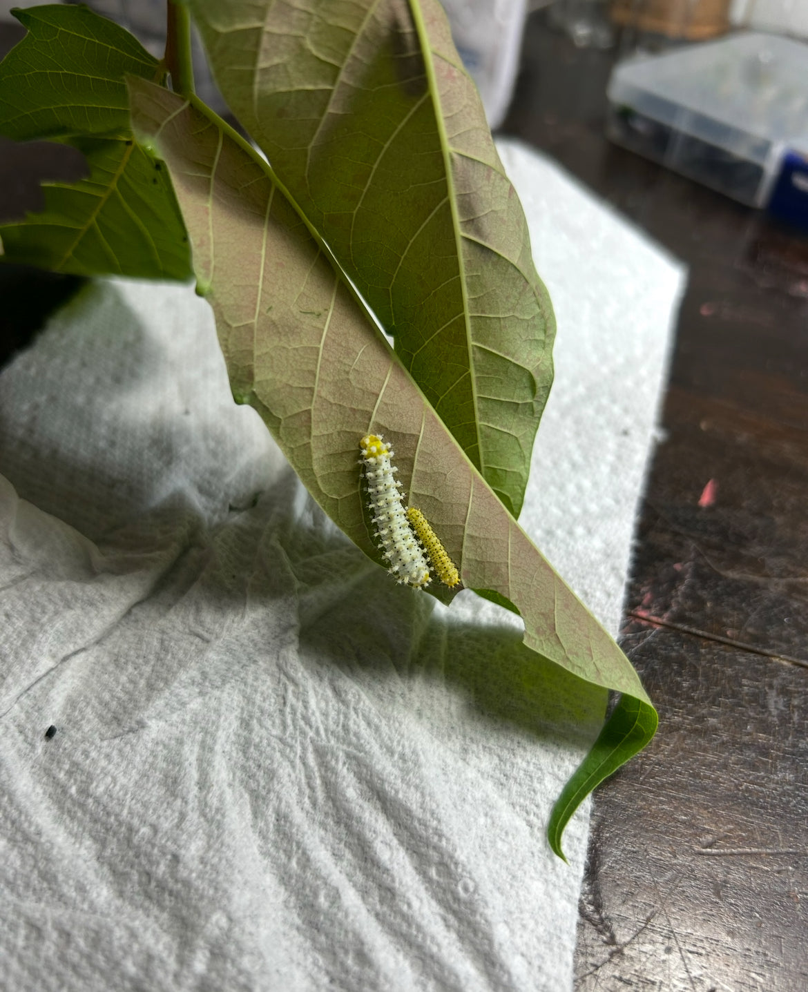 Samia Cynthia Live Moth Eggs (20)