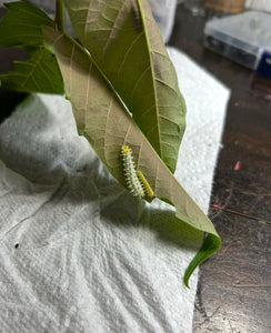 Samia Cynthia Live Moth Eggs (20)
