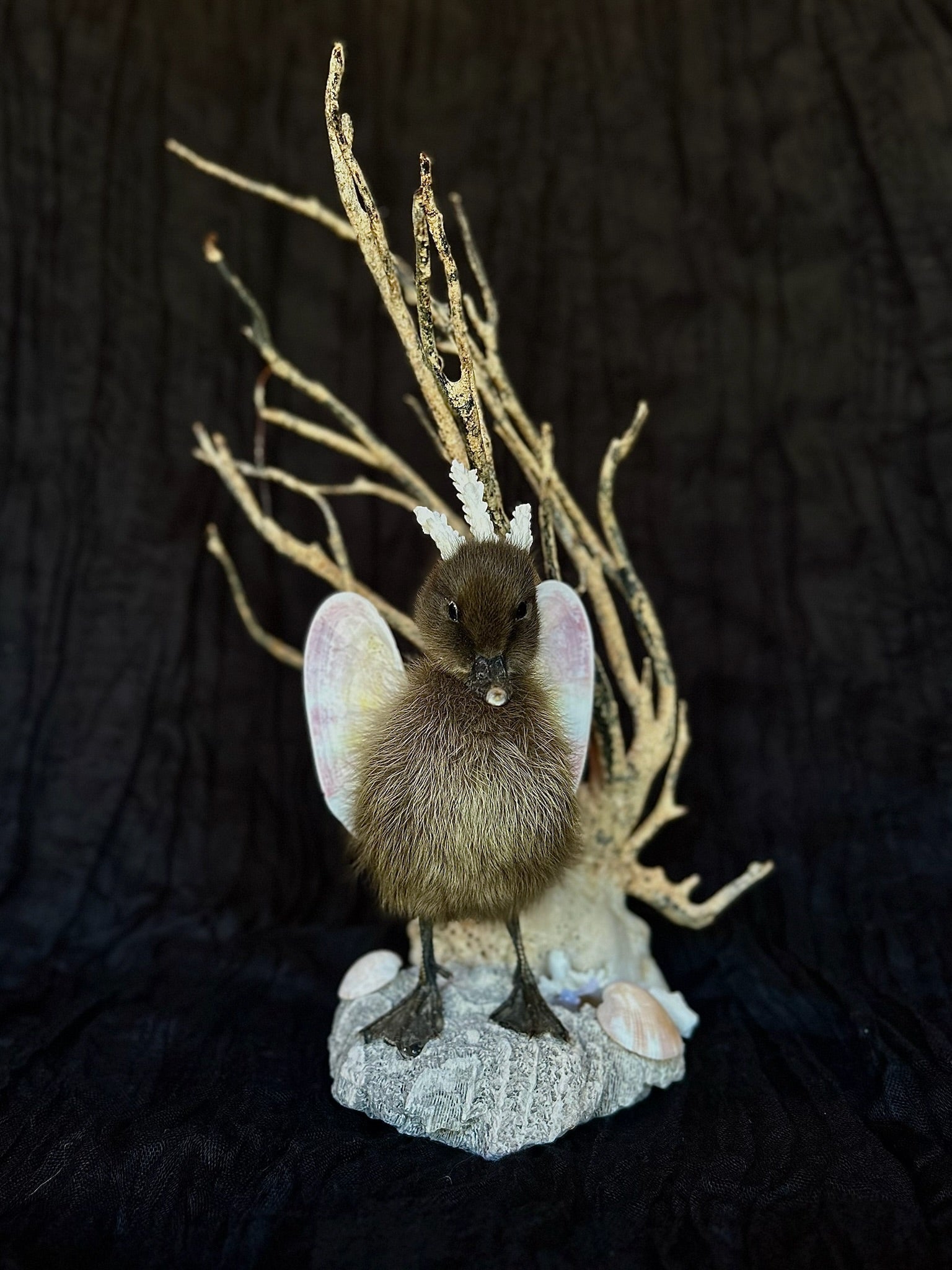 Sea Princess Duckling Taxidermy
