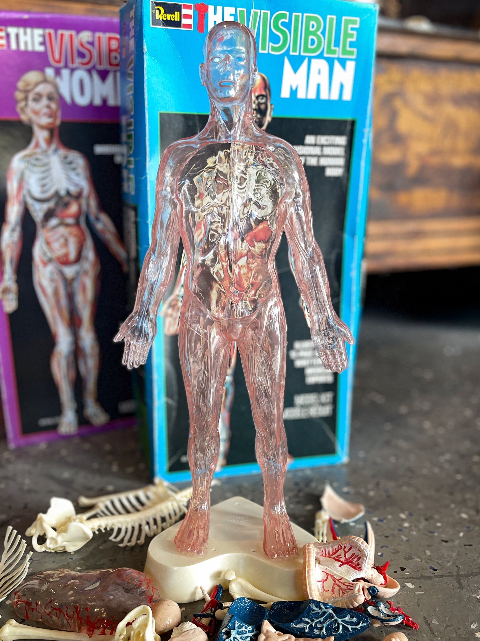 1977 The Visible Man in Box