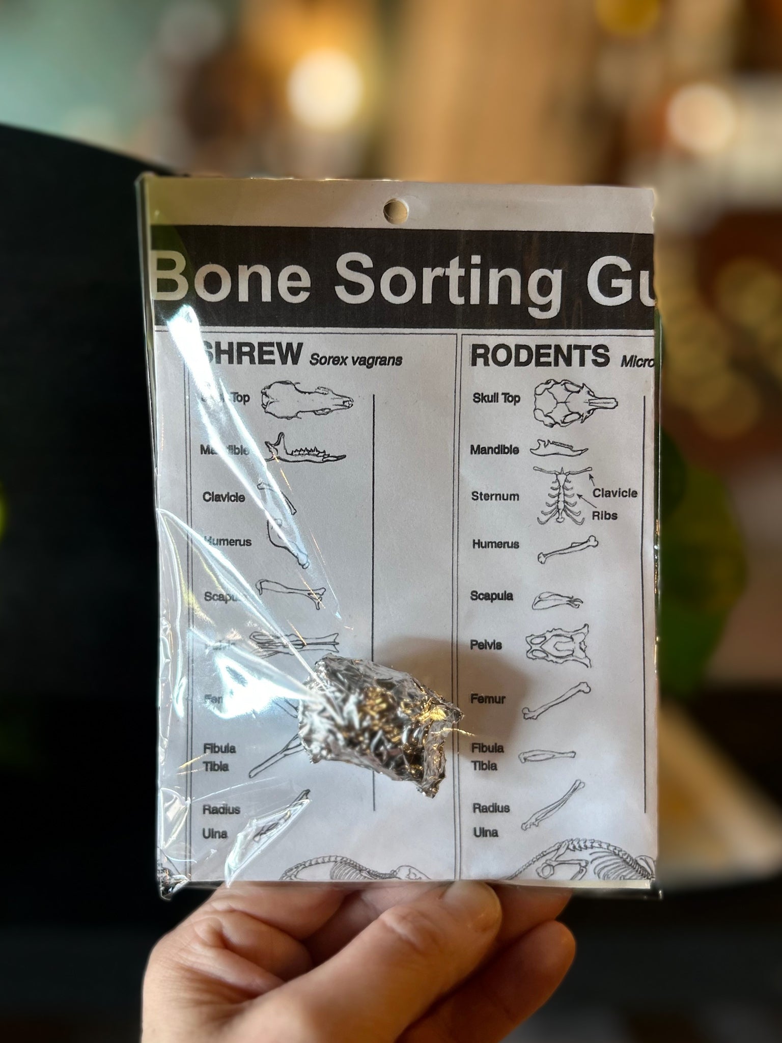 Owl Pellet with Bone Sorting Chart