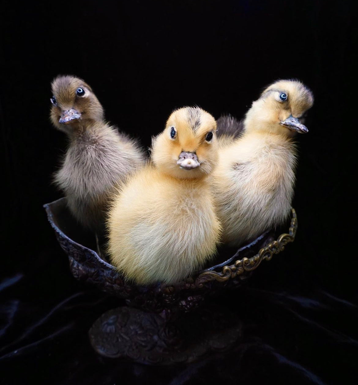 Taxidermy Duckling