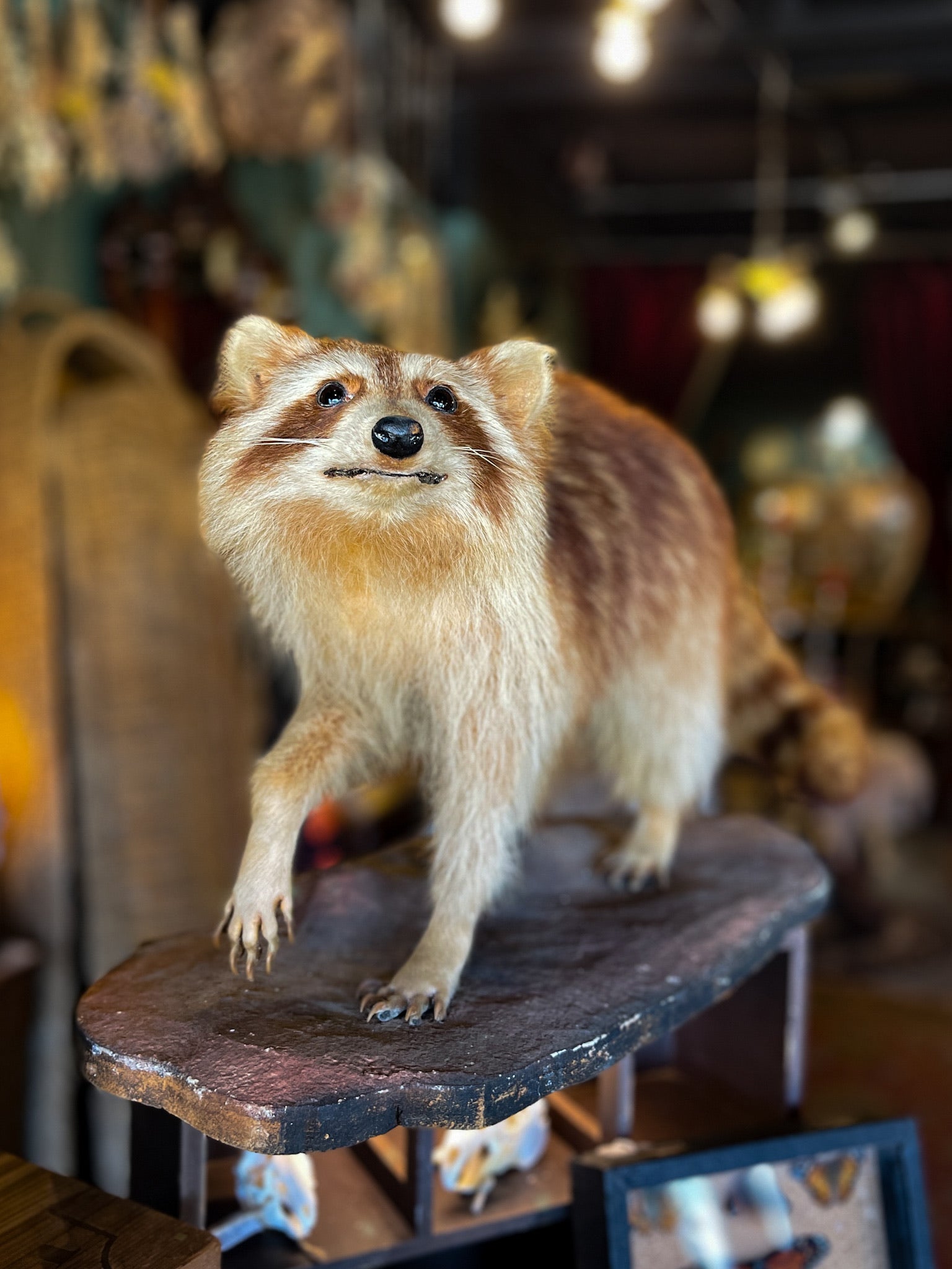 Blonde Raccoon Taxidermy