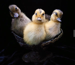 Taxidermy Duckling