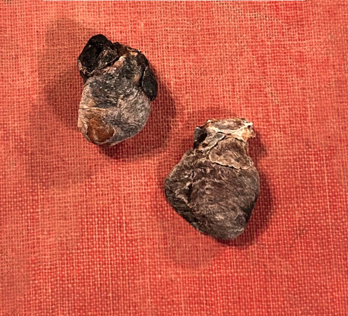 Mummified Rabbit Hearts