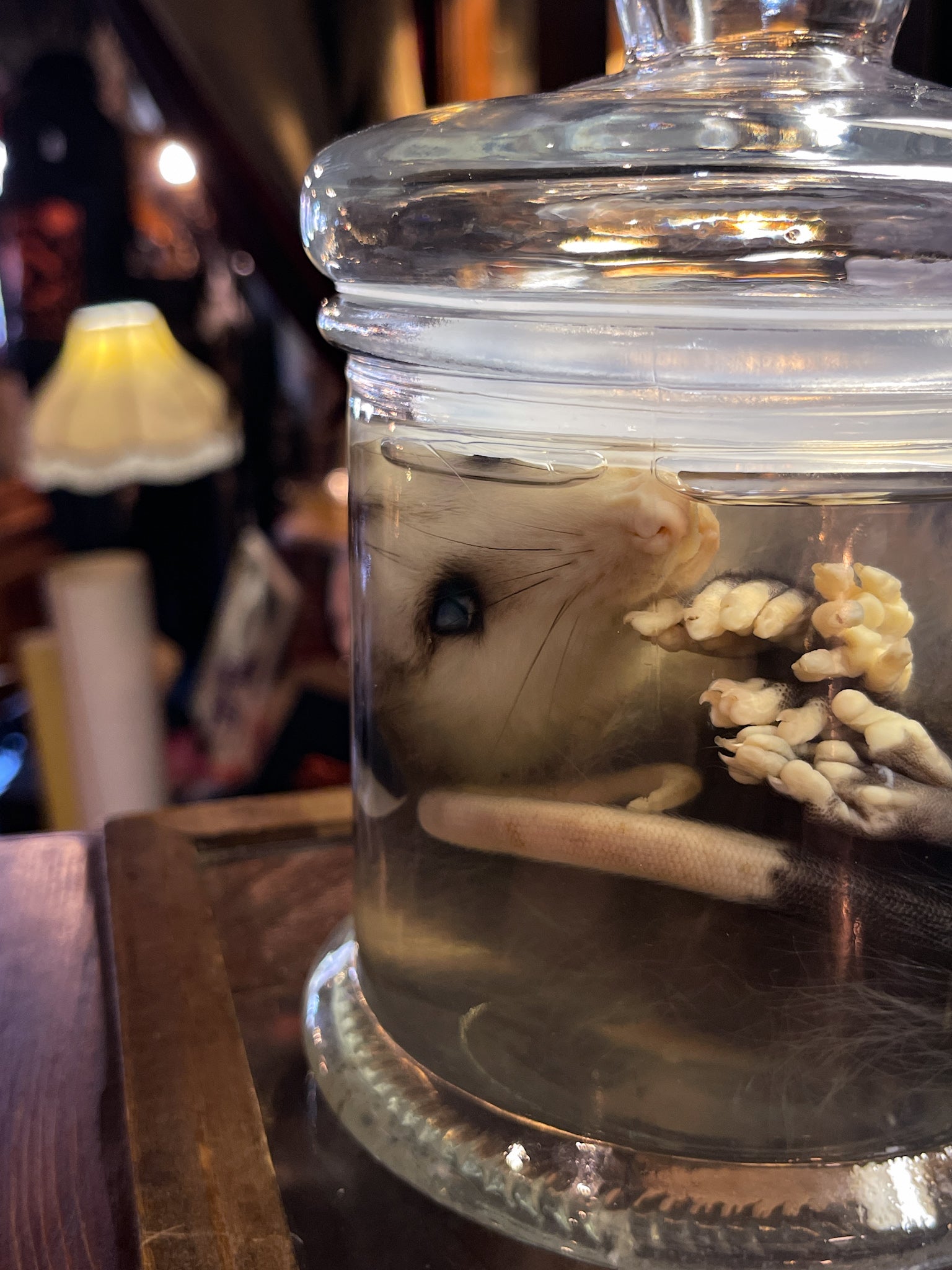 Young Opossum Wet Specimen