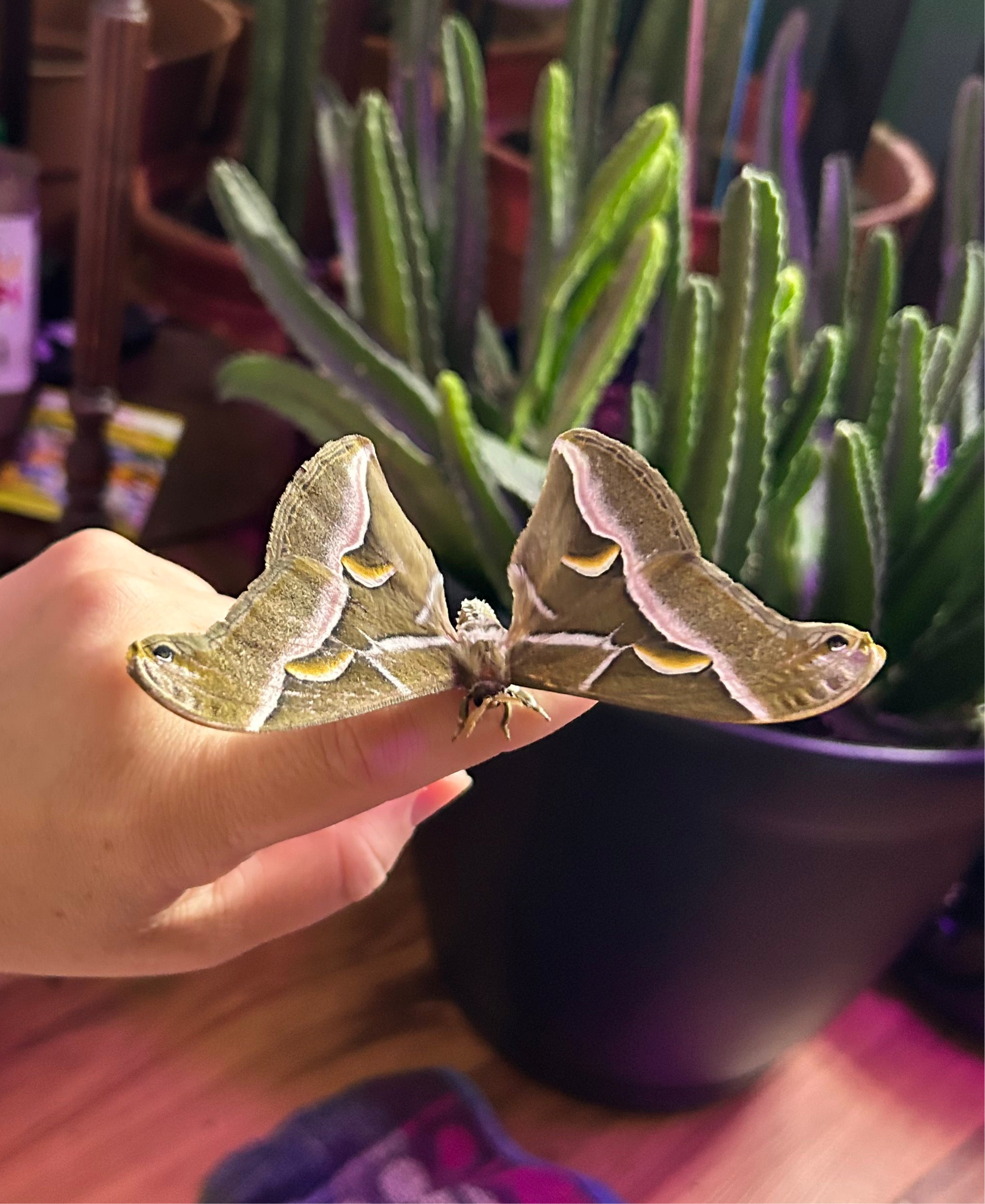 Samia Cynthia Live Moth Eggs (20)