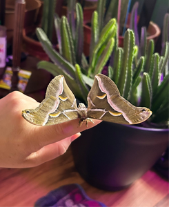 Samia Cynthia Live Moth Eggs (20)